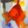 Free Goldfish Screensaver