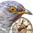 Cuckoo Clock 3D Screensaver