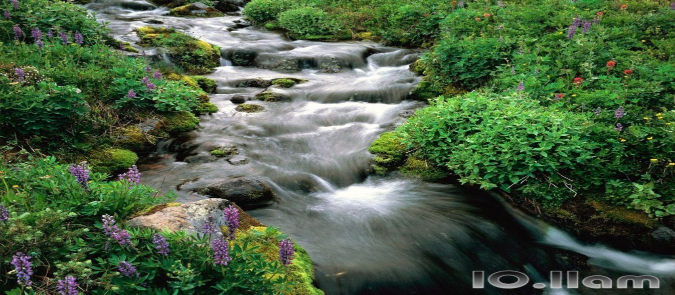 Stream with vegetation