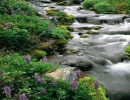 Stream with vegetation