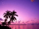 Oasis of Palms Screensaver