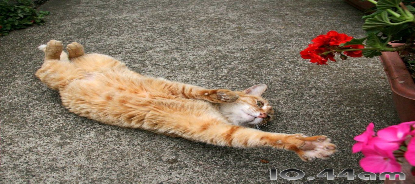 Lovely cat stretching