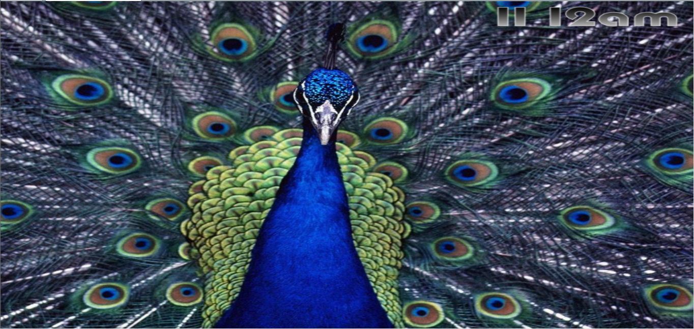 Peacock