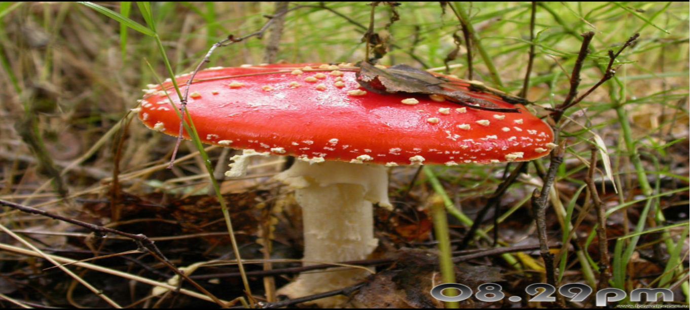 Big red mushroom