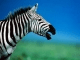 7art Zebras