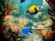 Tropical Fish 3D Screensaver