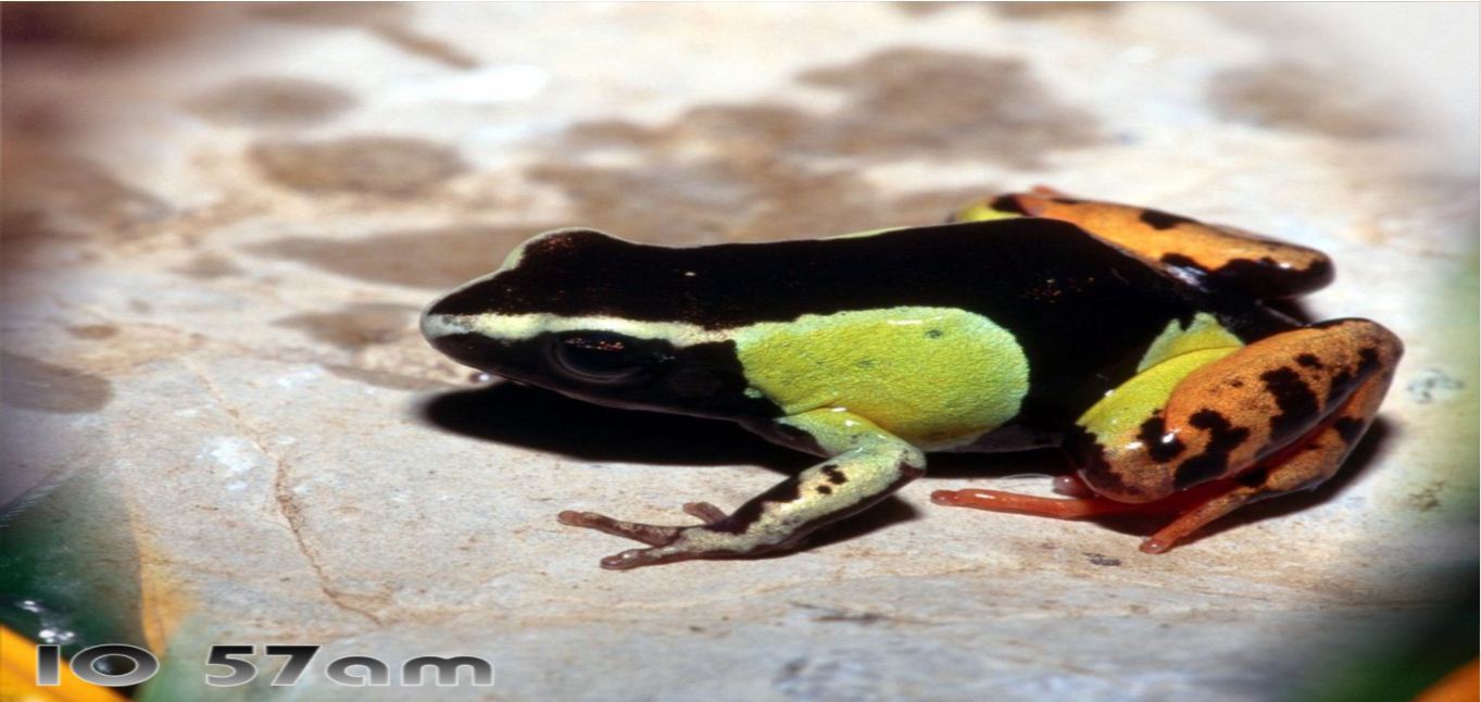 Multicolor frog