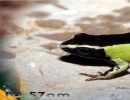 Multicolor frog