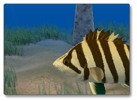 Tiger fish