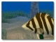 Tiger Fish Screensaver