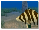 Tiger fish