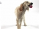 Golden Retriever Pup Dog Licking Screen Cleaner