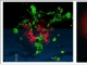 Volocity 3D Image Analysis Software