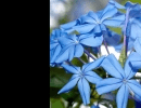 Ligh-blue flowers