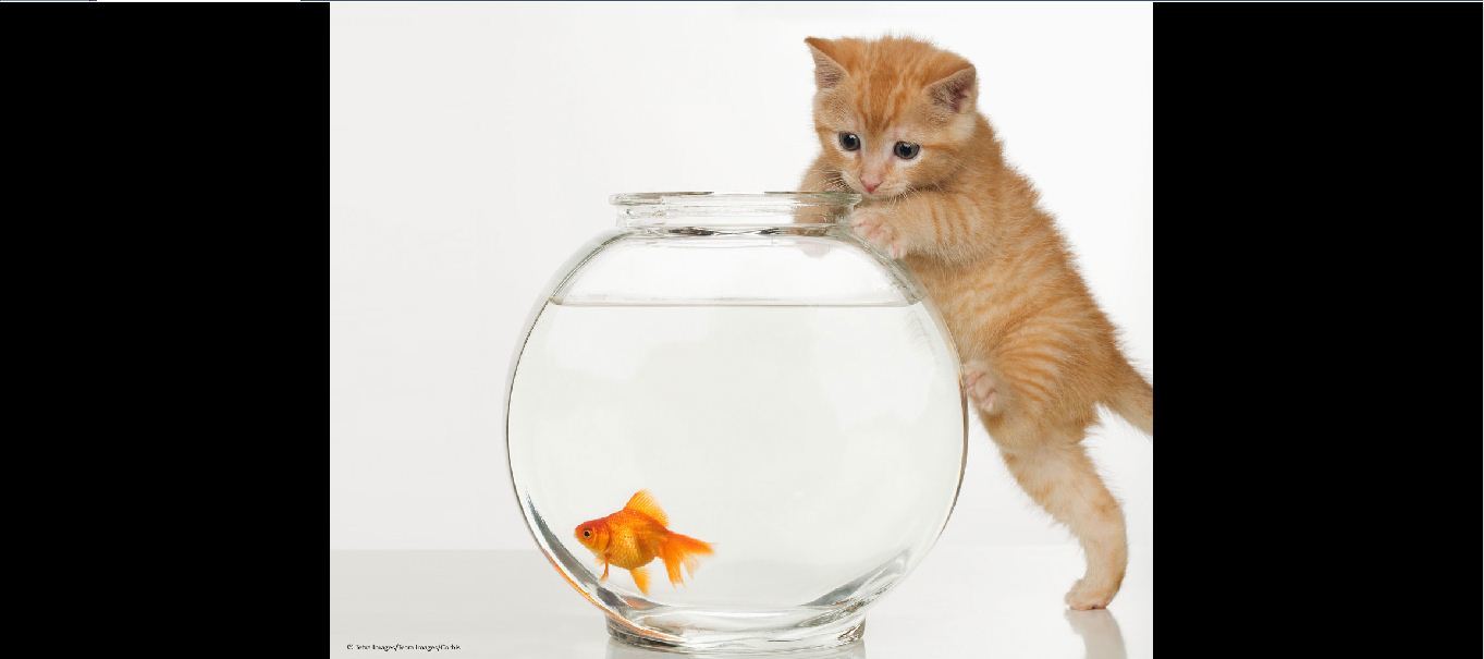 Cat trying to reach fish