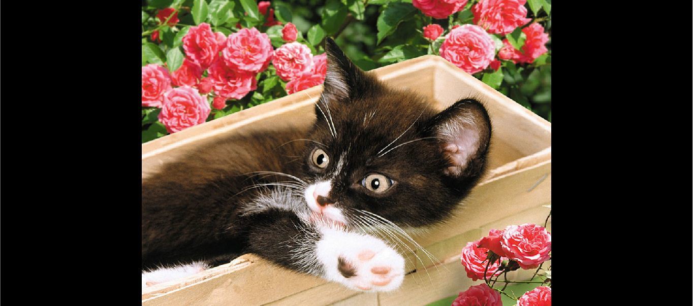 Kitten in a box