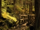 Forest Bridge Animated Wallpaper