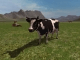 Farming Simulator 2011