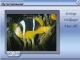 Big Fish Screensaver