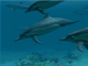 Dolphins 3D Screensaver and Animated Wallpaper