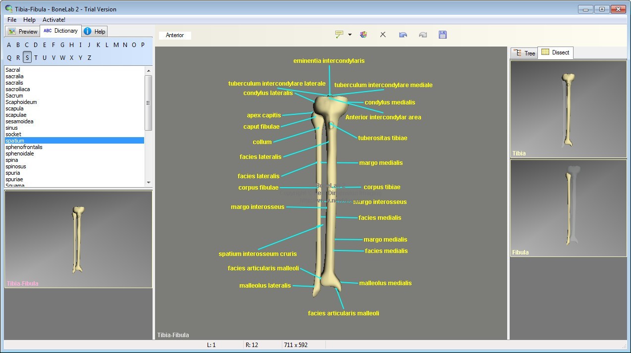 Dictionary View