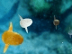 Free Ocean Sunfish Screensaver