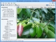 File Viewer Lite