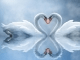 Swan Love Wallpaper
