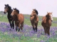 7art Graceful Horses