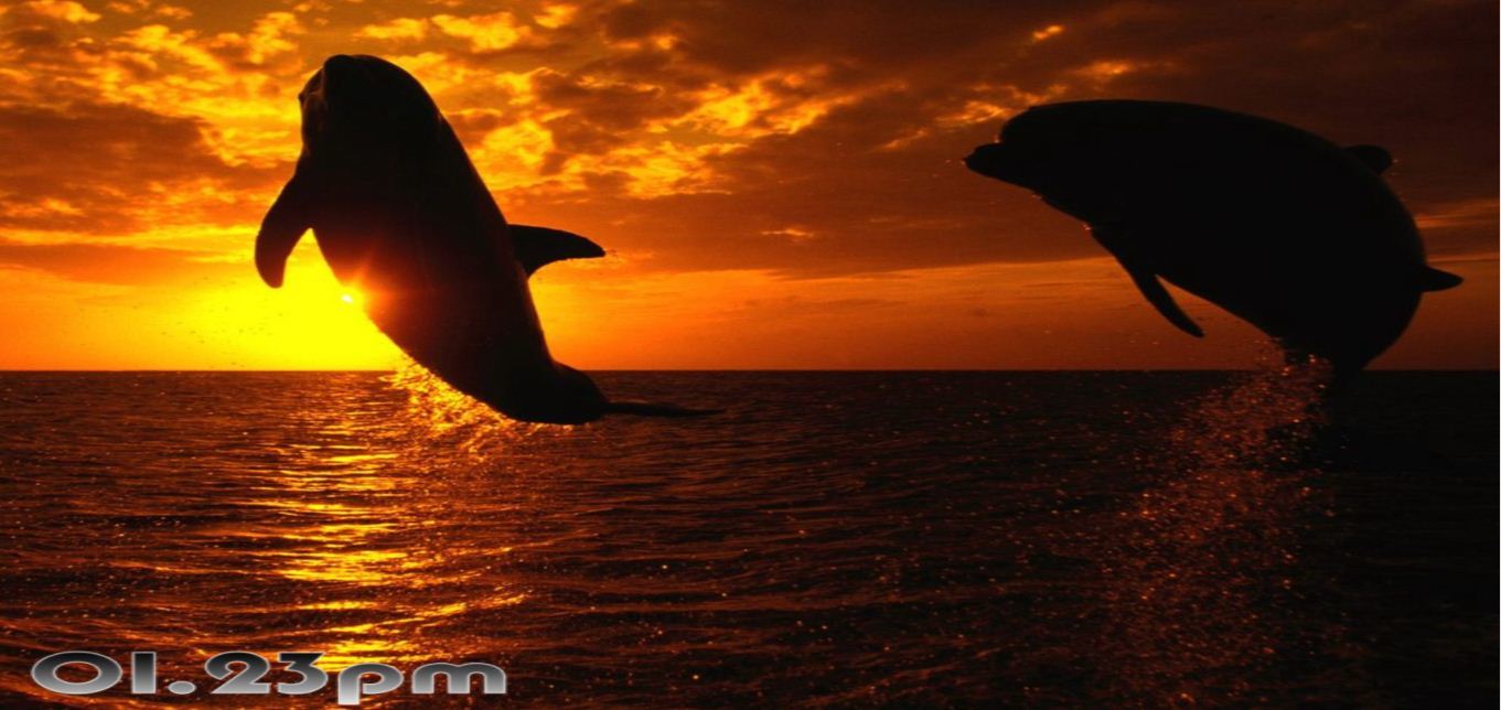 Dolphins jumping out of the water